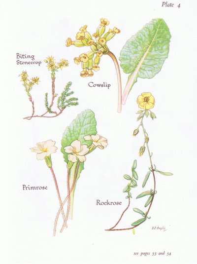 Sedum acre, Primula veris, Helianthemum, Primula vulgaris, 1951 de Bessie D. Inglis