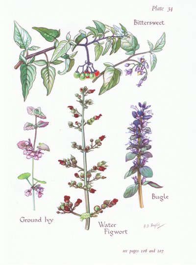 Dulcamara, Hiedra terrestre, Bugula, Escrofularia de agua de Bessie D. Inglis