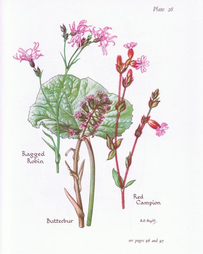 Petasites, Lychnis flos-cuculi, Silene dioica, 1951 de Bessie D. Inglis