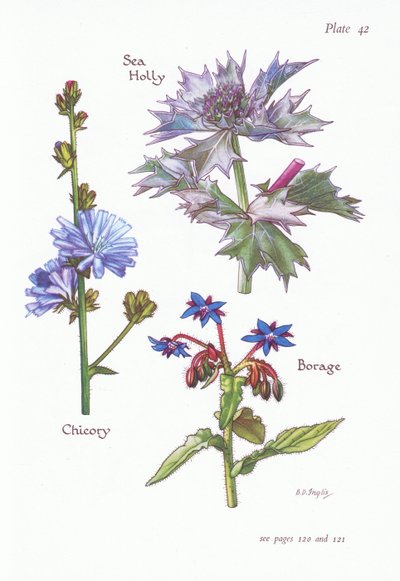 Achicoria o Cicoria, Acebo marino, Borraja de Bessie D. Inglis