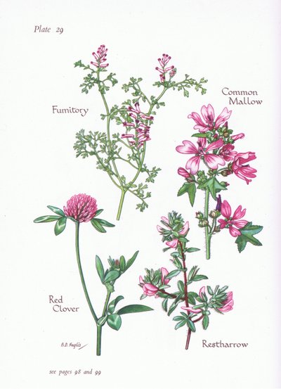 Malva común, Ononis, Fumaria, Trébol rojo, 1951 de Bessie D. Inglis