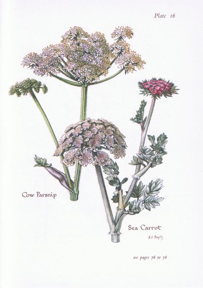 Heracleum sphondylium, Daucus carota marítima, 1951 de Bessie D. Inglis