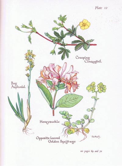 Potentilla reptans, Narthecium ossifragum, Lonicera periclymenum, Chrysosplenium oppositifolium, 1951 de Bessie D. Inglis