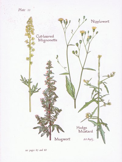 Reseda lutea, Artemisia vulgaris, Lapsana communis, Sisymbrium officinale, 1951 de Bessie D. Inglis