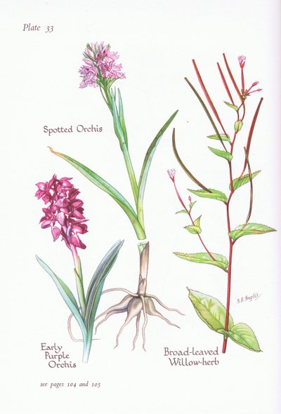 Orquídea púrpura temprana, Orquídea manchada, Epilobio de hoja ancha de Bessie D. Inglis