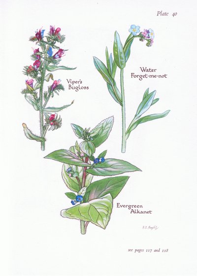 Alkanet perenne, Viborera, Nomeolvides de agua de Bessie D. Inglis