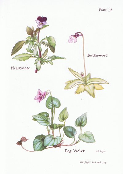 Pensamiento, Violeta de perro, Grasilla de Bessie D. Inglis