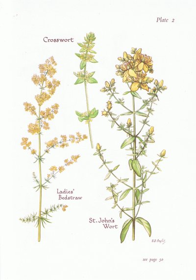 Galium verum, Cruciata laevipes, Hypericum perforatum, 1951 de Bessie D. Inglis
