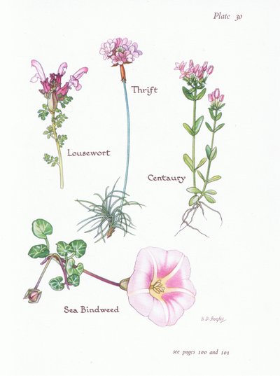 Pedicularis, Armeria marítima, Centaurea, Correhuela marina, 1951 de Bessie D. Inglis