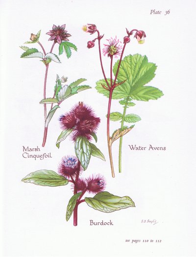 Cincoenrama de pantano, Bardana, Avens de agua de Bessie D. Inglis