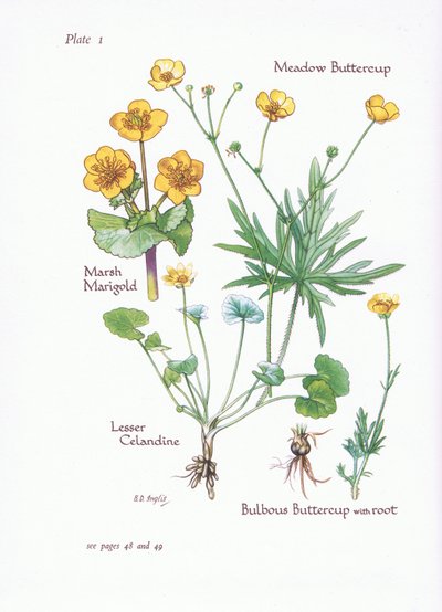Caltha palustris, Ranunculus ficaria, Ranunculus acris, Ranunculus bulbosus, 1951 de Bessie D. Inglis