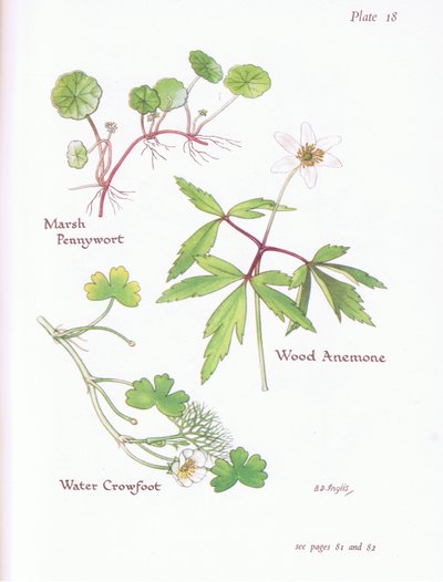Hydrocotyle vulgaris, Anémona nemorosa, Ranunculus aquatilis, 1951 de Bessie D. Inglis