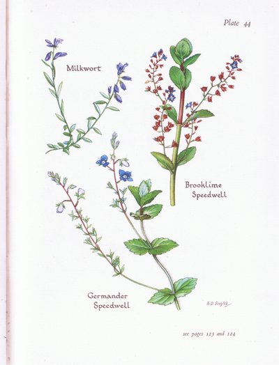 Polígala, Veronica beccabunga, Veronica, Veronica chamaedrys de Bessie D. Inglis