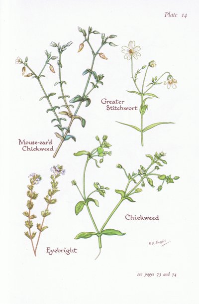 Cerastium fontanum, Stellaria holostea, Stellaria media, Euphrasia, 1951 de Bessie D. Inglis