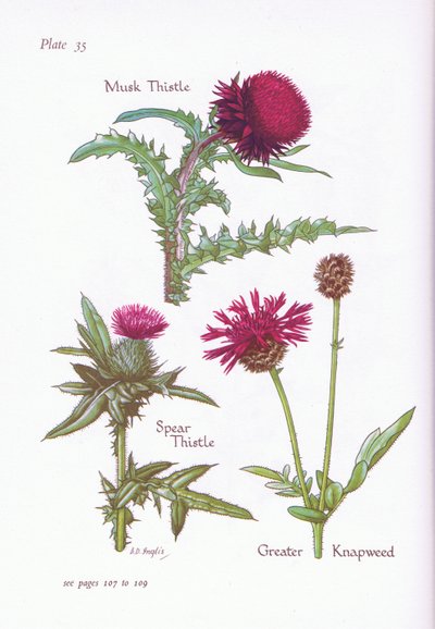 Cardo almizclero, Cardo lanceolado, Centaurea mayor de Bessie D. Inglis