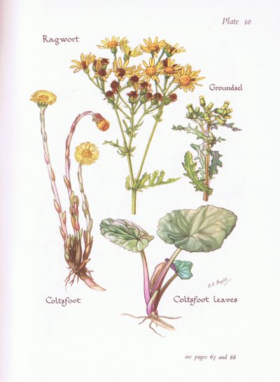 Senecio jacobaea, Senecio vulgaris, Tussilago farfara, 1951 de Bessie D. Inglis
