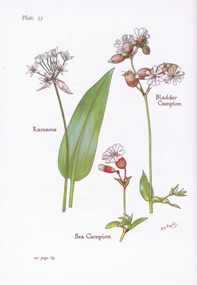 Ajo de oso, Silene vulgaris, Silene marítima, 1951 de Bessie D. Inglis