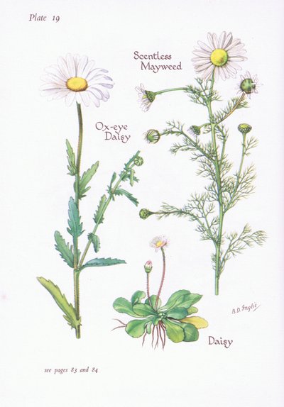 Matricaria perforata, Margarita, Leucanthemum vulgare, 1951 de Bessie D. Inglis