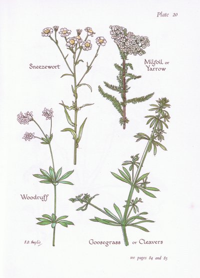 Achillea ptarmica, Milenrama, Asperula odorata, Galium aparine, 1951 de Bessie D. Inglis