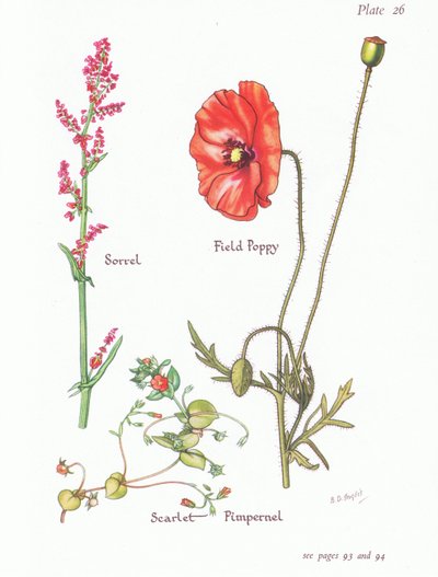 Acedera, Pimpinela escarlata, Amapola, 1951 de Bessie D. Inglis