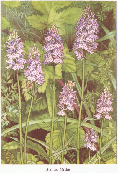 Orchis maculata, 1951 de Bessie D. Inglis