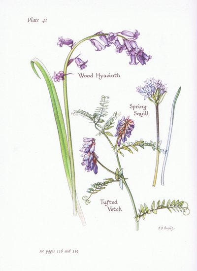 Escila de primavera, Jacinto de bosque, Veza tupida de Bessie D. Inglis