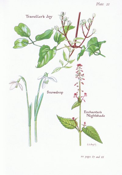 Clematis vitalba, Circaea lutetiana, Galanthus, 1951 de Bessie D. Inglis