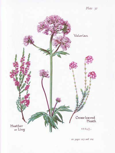 Valeriana, Brezo o Ling, Brezo de hojas cruzadas de Bessie D. Inglis