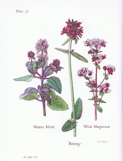 Menta de agua, Mejorana silvestre, Betónica de Bessie D. Inglis