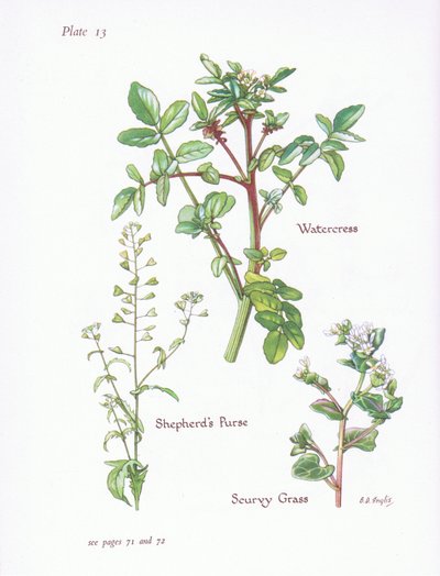 Berro, Capsella bursa-pastoris, Cochlearia, 1951 de Bessie D. Inglis