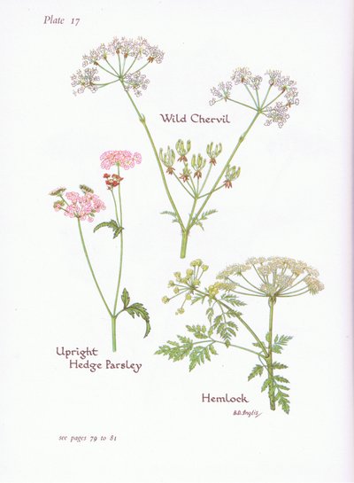 Chaerophyllum temulum, Conium maculatum, Torilis japonica, 1951 de Bessie D. Inglis