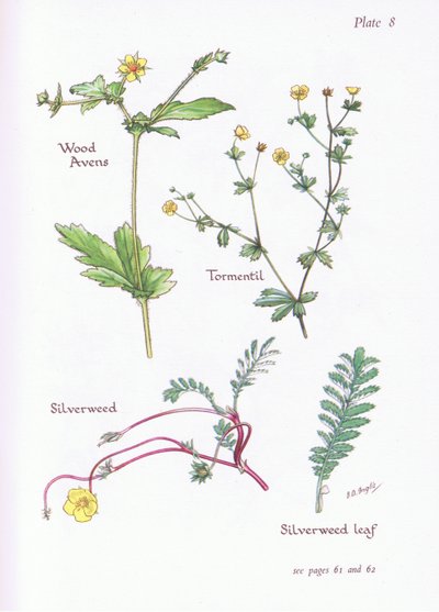 Geum urbanum, Potentilla erecta, Potentilla anserina, 1951 de Bessie D. Inglis