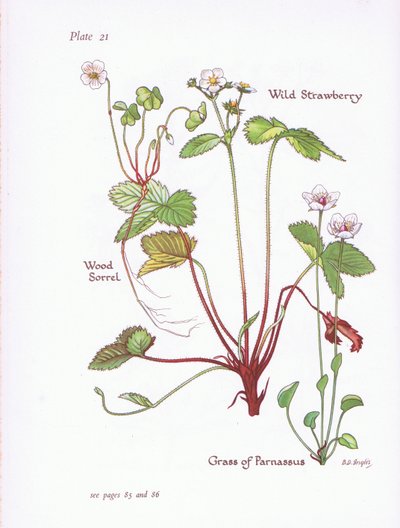 Oxalis acetosella, Fresa silvestre, Parnassia palustris, 1951 de Bessie D. Inglis