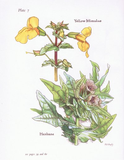 Mimulus amarillo, Hyoscyamus niger, 1951 de Bessie D. Inglis