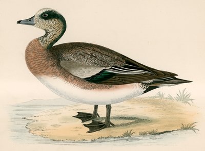Pato wigeon americano de Beverley R. Morris