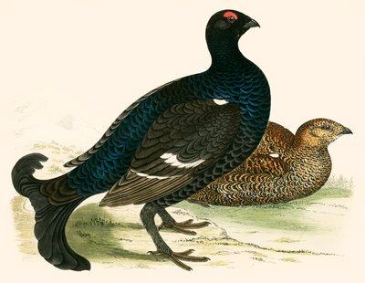 Urogallo negro de Beverley R. Morris
