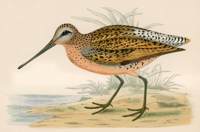 Agachadiza parda de Beverley R. Morris