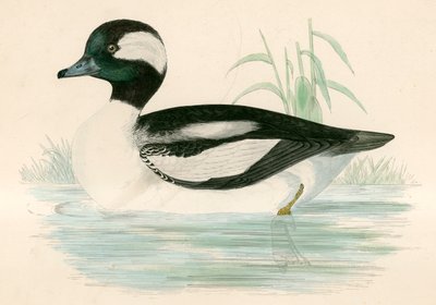 Pato Cabeza de Búfalo de Beverley R. Morris