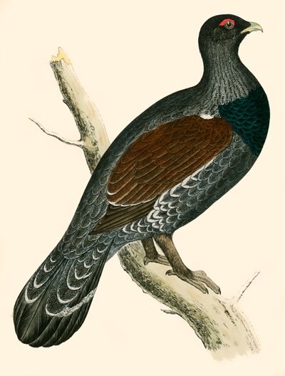 Urogallo de Beverley R. Morris
