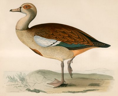 Ganso egipcio de Beverley R. Morris