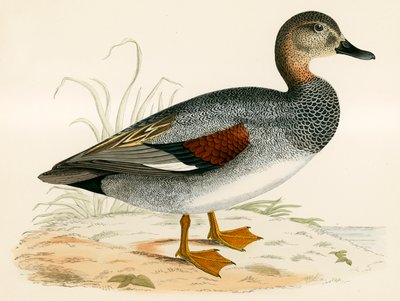 Ánade friso de Beverley R. Morris