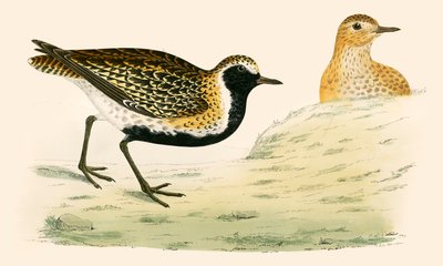 Chorlito dorado de Beverley R. Morris