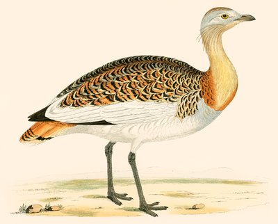 Avutarda de Beverley R. Morris