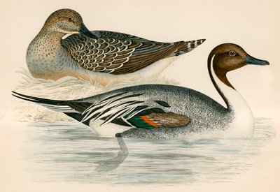 Pato rabudo de Beverley R. Morris