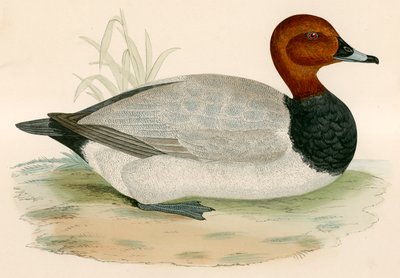 Porrón de Beverley R. Morris