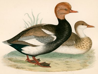 Pato silbador de cresta roja de Beverley R. Morris