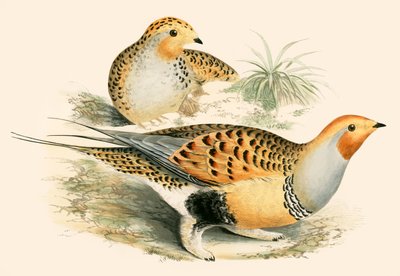 Ganga de Beverley R. Morris
