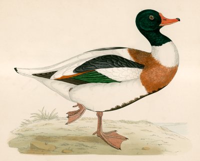 Pato colorado de Beverley R. Morris