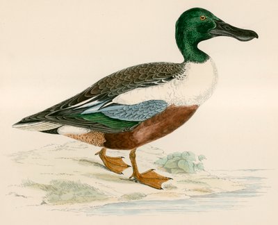 Pato Cuchara de Beverley R. Morris