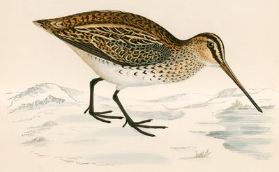 Agachadiza de Beverley R. Morris